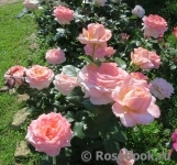 Bloom of Ruth Bloom of Ruth