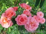 Tickled Pink Tickled Pink