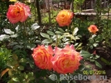 Gartenspass ® Gartenspass ®