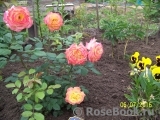 Gartenspass ® Gartenspass ®