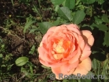 Lady of Shalott Lady of Shalott