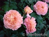 Augusta Luise Augusta Luise