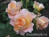 Augusta Luise Augusta Luise