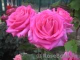 Ravel- Ravel-