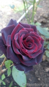 Black Baccara Black Baccara
