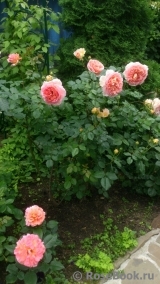 Abraham Darby Abraham Darby