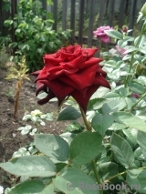 Black Baccara Black Baccara