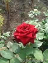 Black Baccara Black Baccara