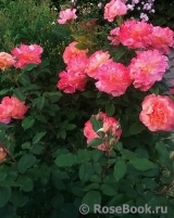 Augusta Luise Augusta Luise