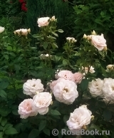 Lions Rose Lions Rose