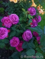 Heidi Klum Rose Heidi Klum Rose