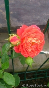 Starlet®-Rose Carmen® Starlet®-Rose Carmen®