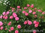 Sommersonne Sommersonne