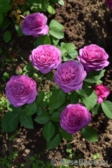 Heidi Klum Rose Heidi Klum Rose