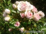 Hans Gonewein Rose Hans Gonewein Rose