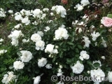 White Meidiland White Meidiland