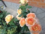 Lady of Shalott Lady of Shalott