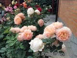 Lady of Shalott Lady of Shalott