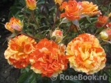 Oranges and Lemons Oranges and Lemons