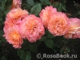 Augusta Luise Augusta Luise