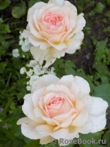 Chandos Beauty Chandos Beauty