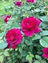 Darcey Bussell Darcey Bussell