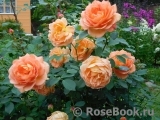 Lady of Shalott Lady of Shalott