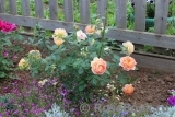 Lady of Shalott Lady of Shalott