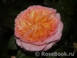 Apricot Sensation Apricot Sensation