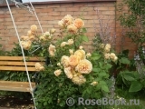 Crown Princess Margareta® Crown Princess Margareta®