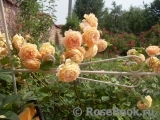 Crown Princess Margareta® Crown Princess Margareta®