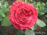 Rose des 4 Vents Rose des 4 Vents