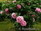 Mary Rose Mary Rose