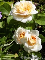English Garden® English Garden®