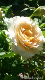 English Garden® English Garden®