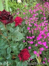 Black Baccara Black Baccara