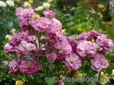Violette Parfumee Violette Parfumee