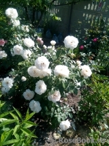 Lions Rose Lions Rose