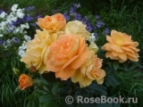 Bernstein-Rose Bernstein-Rose
