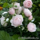 Hans Gonewein Rose Hans Gonewein Rose