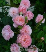 The Alnwick Rose The Alnwick Rose