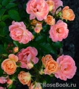 Peach Drift ® Peach Drift ®