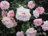 Home & Garden Home & Garden
