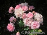 Home & Garden Home & Garden