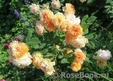 Crown Princess Margareta® Crown Princess Margareta®