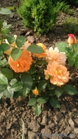 Goldelse Goldelse