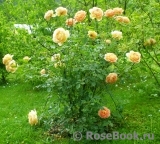 Lady of Shalott Lady of Shalott