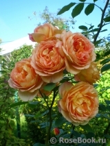 Lady of Shalott Lady of Shalott