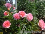 Pink Paradise Pink Paradise