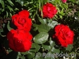 Grande Amore Grande Amore